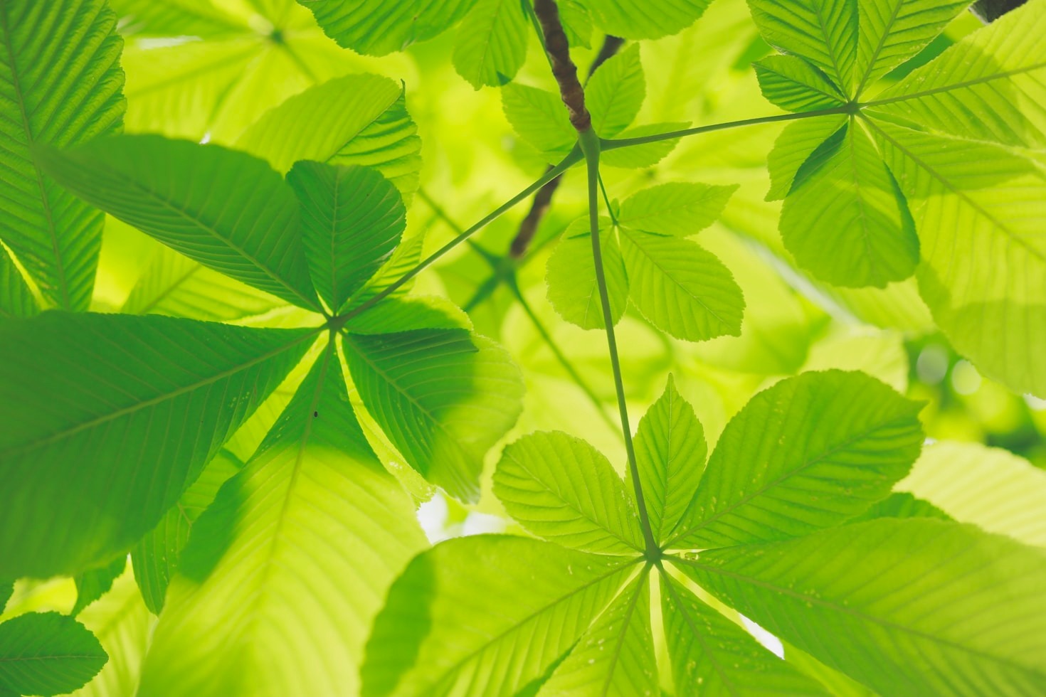 Como EcoVale promove a preservação ambiental
