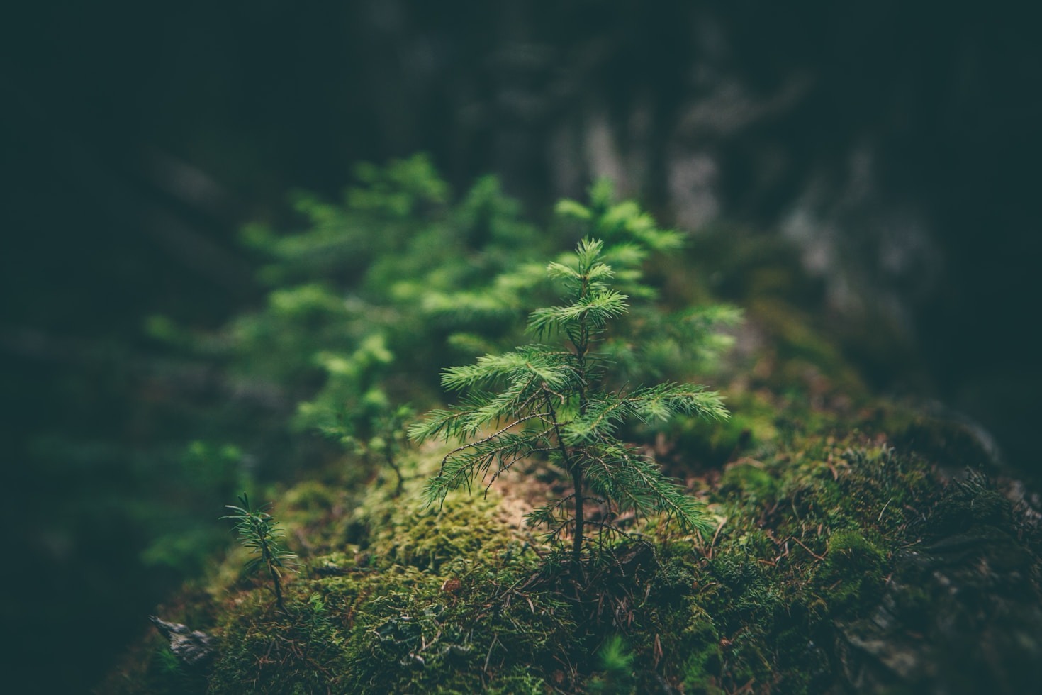 Por que preservar o meio ambiente é essencial